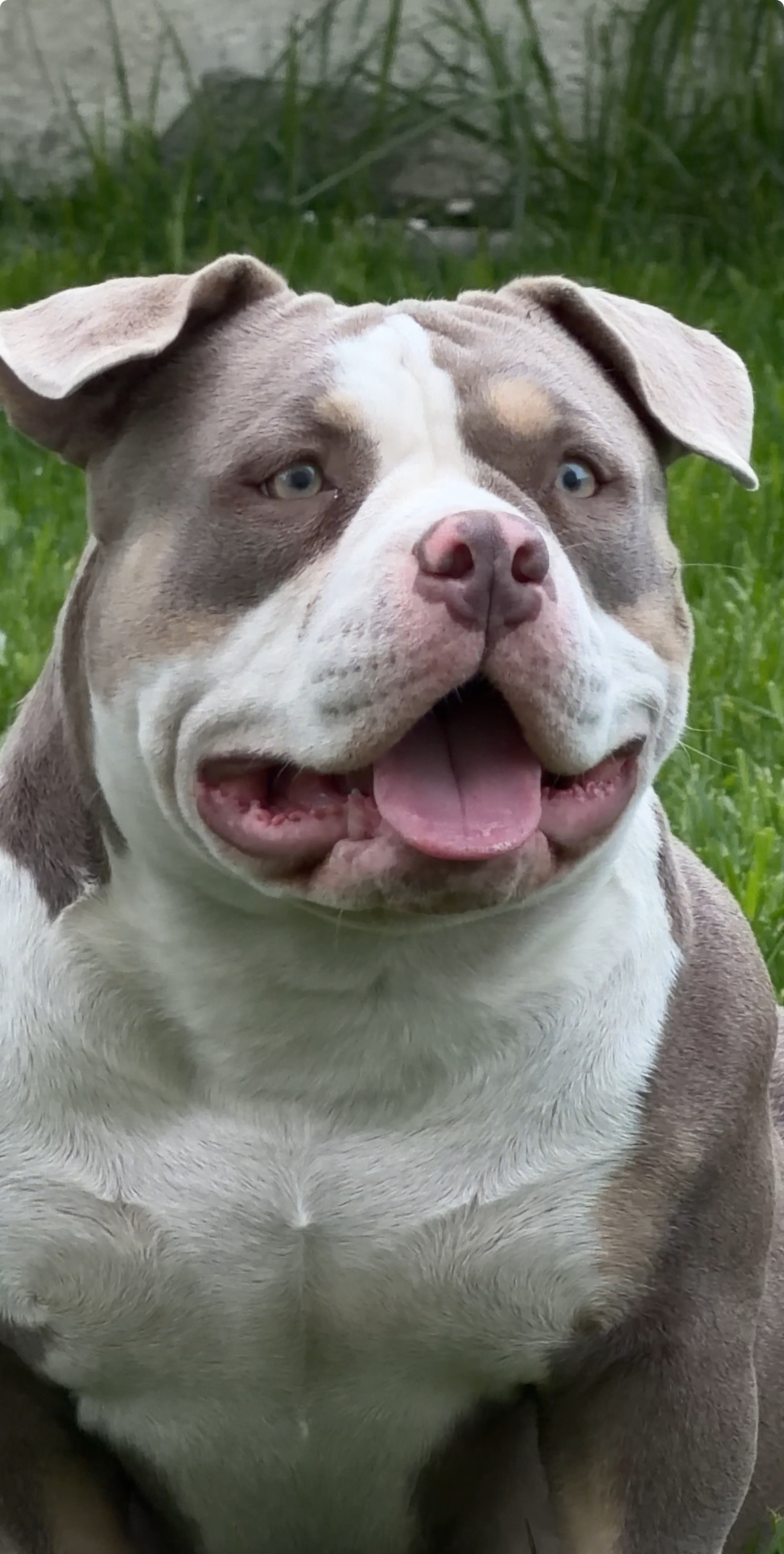 PENTAGON BULLIES SUNNY — Night Drakula Kennel